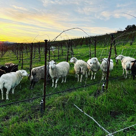 And the rain, rain, rain, came down, down, down….16 inches since November. Grass is growing, sheep are back in the vineyard, spring release opening soon, LIFE IS GOOD. 
#vineyardsheep #pasoroblesorganicvineyards #winterwinetasting #winecountrylife #syrahwine #demeterbiodynamic